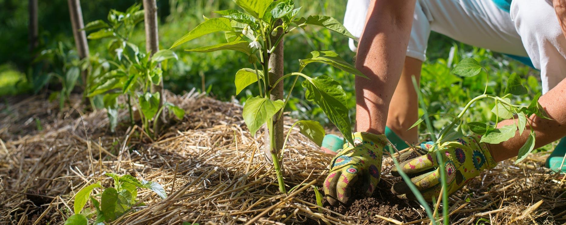 Onze conseils pour une « permaculture » des laboratoires d'innovation publique